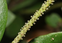 Peperomia leptostachya