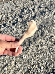 Sinistrofulgur pulleyi