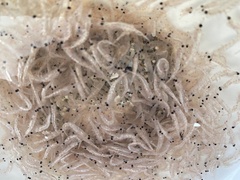Eumalacostraca