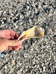 Sinistrofulgur pulleyi