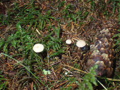 Paragymnopus perforans