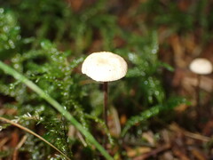 Paragymnopus perforans