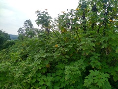 Tithonia diversifolia