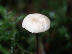 Paragymnopus perforans