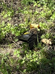 Setophaga coronata