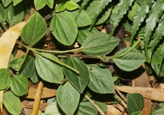 Peperomia leptostachya
