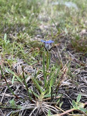 Aristea africana