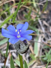 Aristea africana
