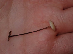 Paragymnopus perforans