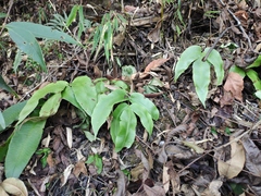 Dryopteris sieboldii