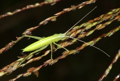 Euconocephalus nasutus