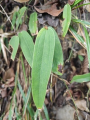 Smilax glabra
