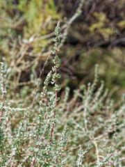 Atriplex glauca