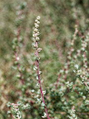 Atriplex glauca