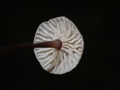 Paragymnopus perforans