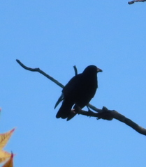 Corvidae
