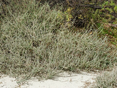 Atriplex glauca