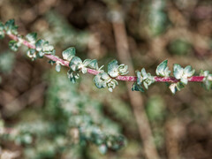 Atriplex glauca