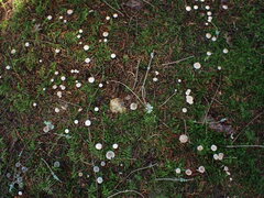 Paragymnopus perforans