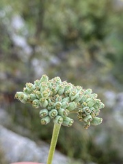 Cyathoselinum tomentosum