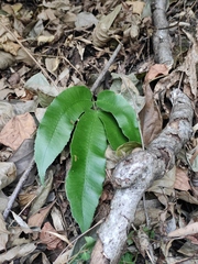 Dryopteris sieboldii