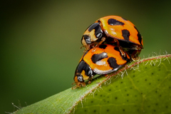 Coelophora inaequalis