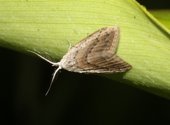 Meganola brunellus