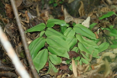 Cyrtomium caryotideum