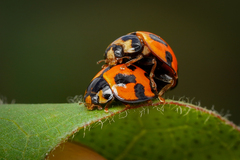 Coelophora inaequalis