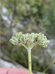 Cyathoselinum tomentosum