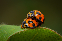 Coelophora inaequalis