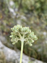 Cyathoselinum tomentosum