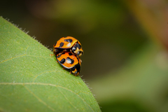 Coelophora inaequalis