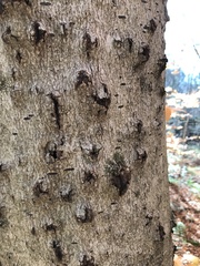 Cryptococcus fagisuga