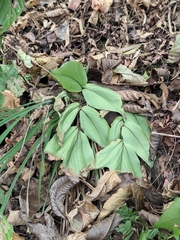 Cyrtomium caryotideum