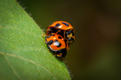 Coelophora inaequalis