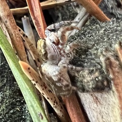 Pelegrina flavipes
