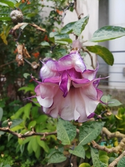 Datura metel