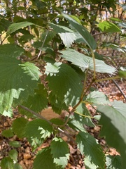 Viburnum recognitum