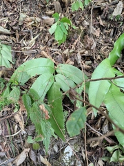 Dryopteris sieboldii