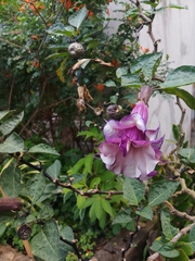 Datura metel
