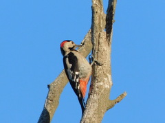 Dendrocopos syriacus