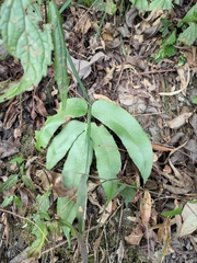 Dryopteris sieboldii