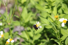 Xylocopa virginica krombeini