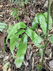 Dryopteris sieboldii