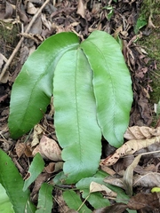 Dryopteris sieboldii
