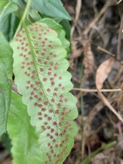 Dryopteris sieboldii