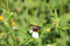 Xylocopa virginica krombeini