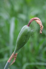 Narcissus nobilis