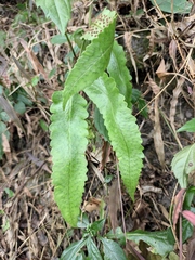 Dryopteris sieboldii
